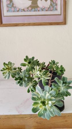 Potted succulent