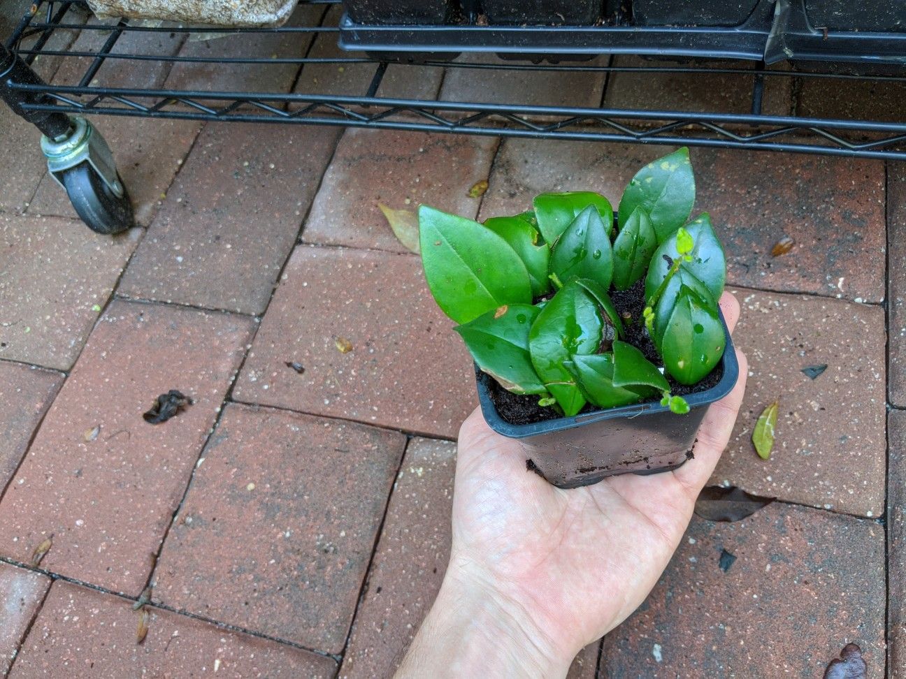 Lipstick plant Mona Lisa (Aeschynanthus mona) 4"