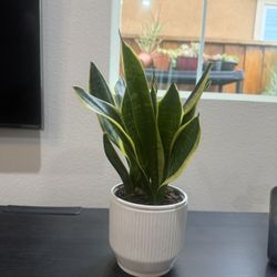 Snake Plant