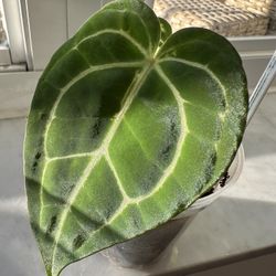 Anthurium Carla x Pap F3 x Crystallinum 