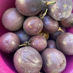 Passion Fruit / Maracuya