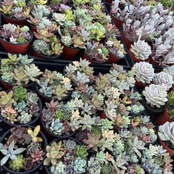 4” Succulents $3 Each 