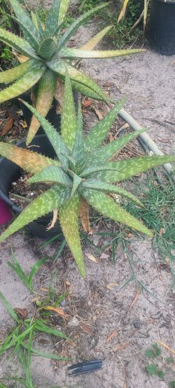 My  Plant