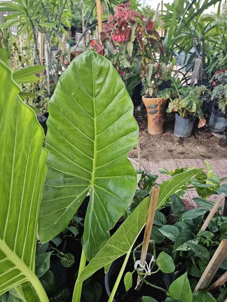 New 15 Gallons Elephant Ear Plant