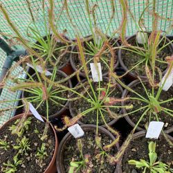 Carnivorous Plants For Sale Variety