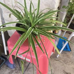 Spider Plant 