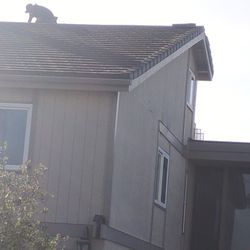 Flat Tile  Dark Brown  1000 Square Feet.