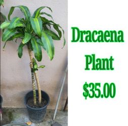 Dracaena Plant