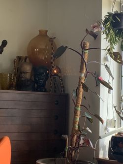 giant Pink Princess Philodendron Plant