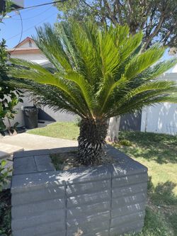 Sago Palm OBO You Remove And Haul