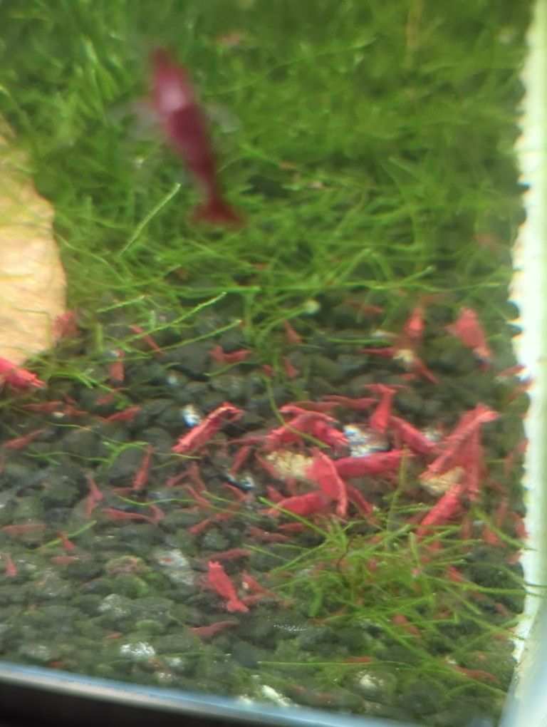 🦐 Neocaridina Shrimp & Java Moss 🌿 Freshwater Aquarium