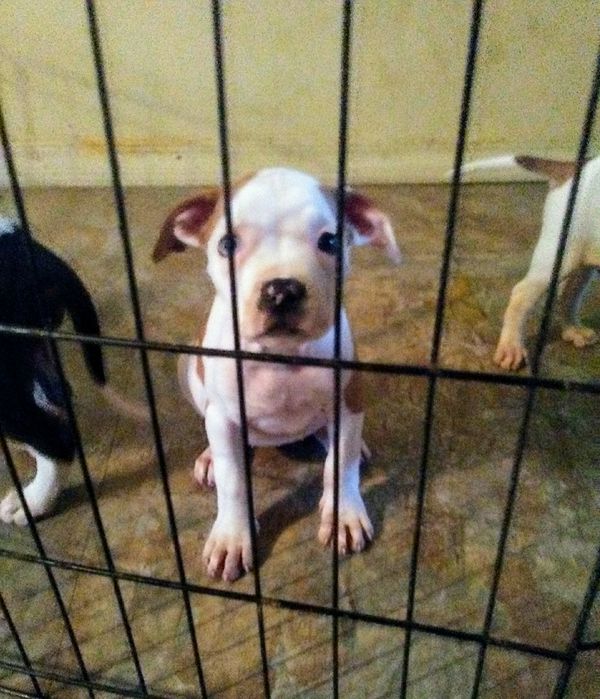 American Bulldog Puppies for Sale in Fayetteville, AR