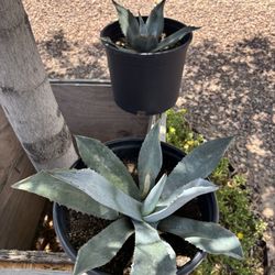 American Agave Plants