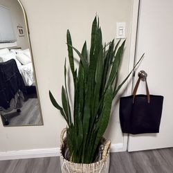 Large Snake Plant W/ Planter
