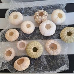 Sea Urchin Air Plant Holders

