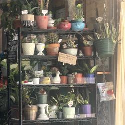 Calling All Plant Lovers &  Plant Collectors 