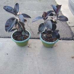 Two Rubber Plants 