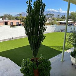African Milk Tree - 6 Ft. Tall