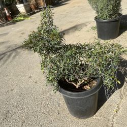 Dog Topiary With Cherry Bush Eugenia Plant 15gal 