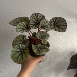 Begonia