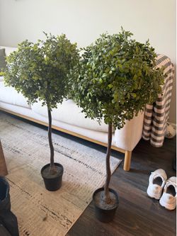 Indoor plants