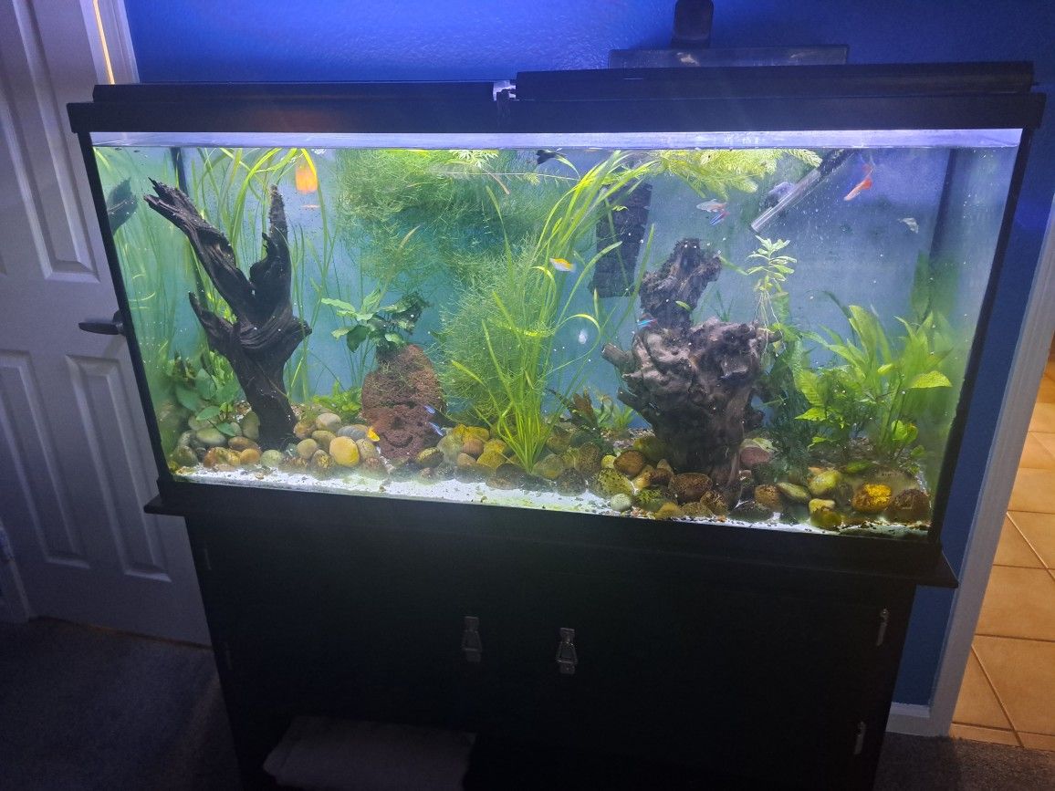 Fish Tank, Stand And All Equipment