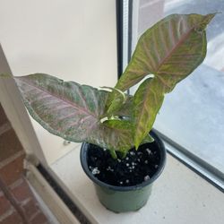 Pink Syngonium Plant 🪴 