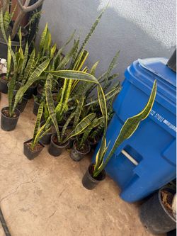 Snake plant