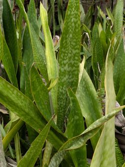 FREE | Free Snake Plants, come and grab as many as you would like!