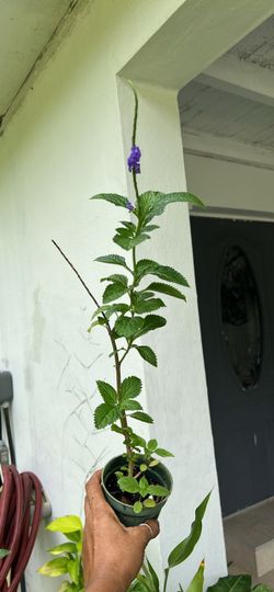 Tall Verbena cimarrona live plant