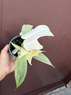 4” florida ghost philodendron
