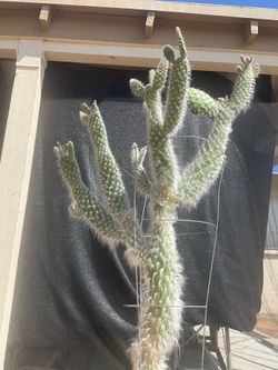 Huge cacti