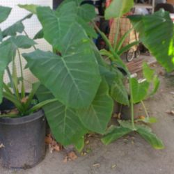 Elephant ear plants