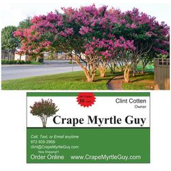 Crape myrtle trees and a few other plants