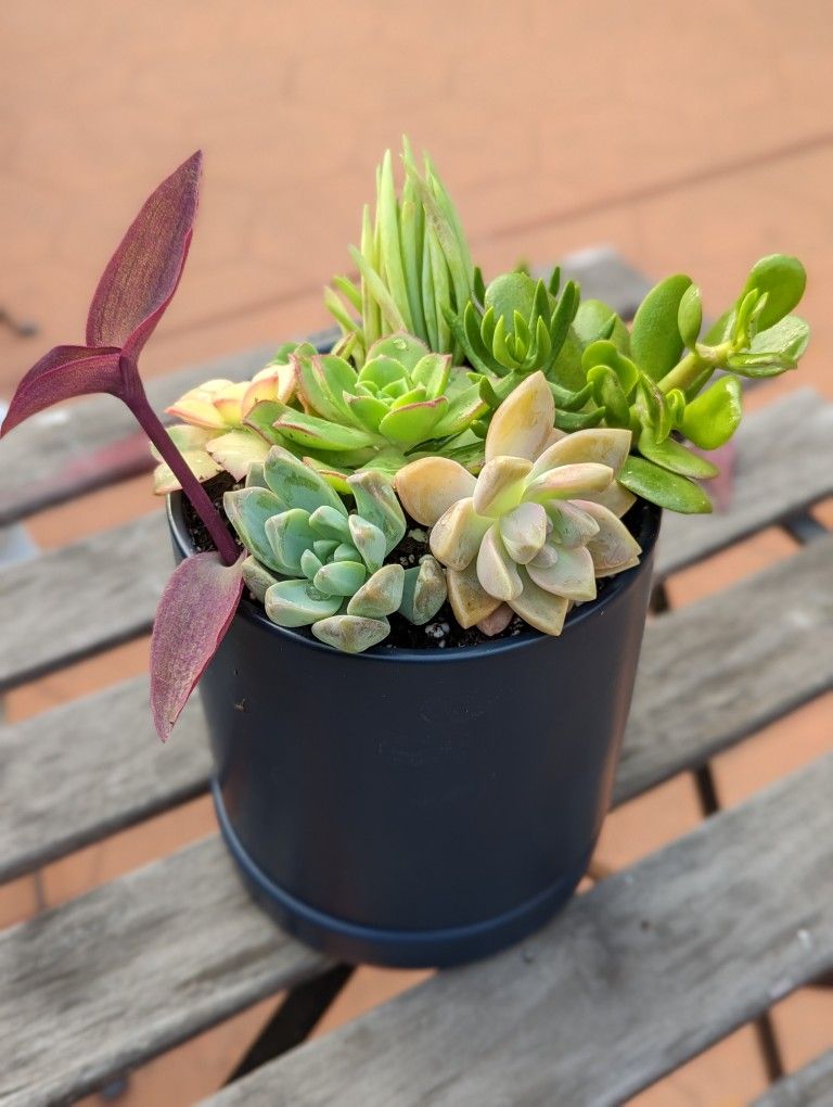 Succulent Assortment In A Pot