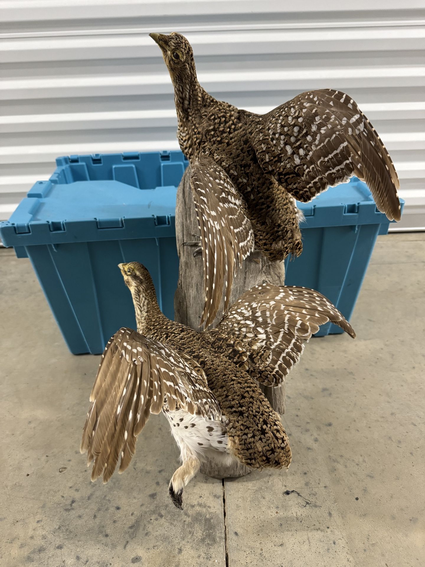 Grouse Taxidermy Birds Mounted On Wood