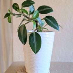Healthy Beautiful Indoor Plant(Peperomia)
