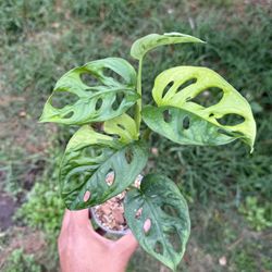 Monstera Adansonii Aurea Variegated