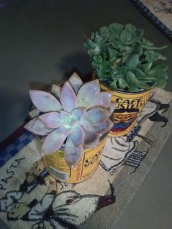 Beautiful succulents