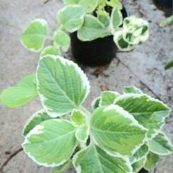 Oregano Variagated Cuban 6" Pot