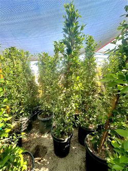 ✨The Original Hollywood Style Hedge✨ ‘Ficus Nitida’ 15-gallon