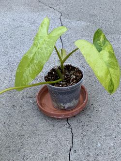 Philodendron Paraiso Aurea