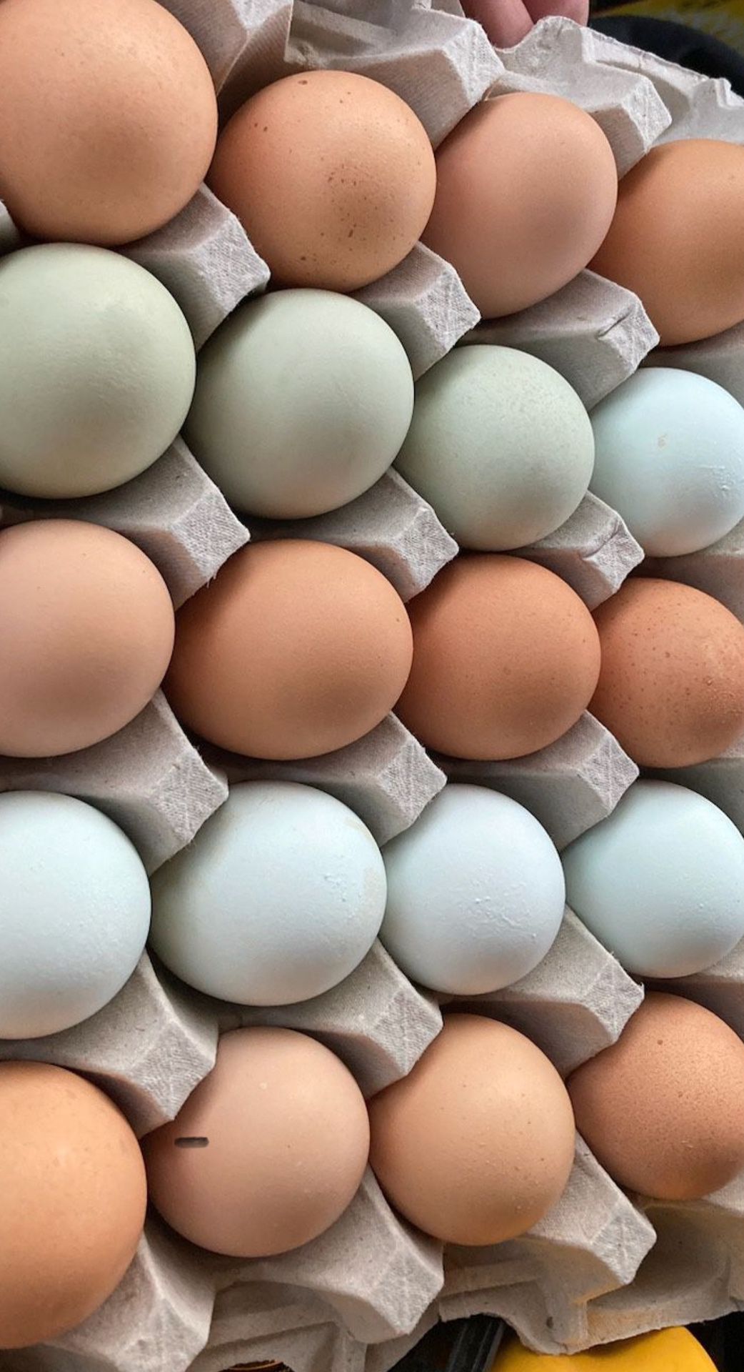 Organic Chicken Eggs 🍳 