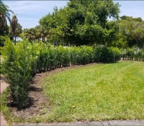 podocarpus Instant Privacy Hedge For Fence Green Full Ready