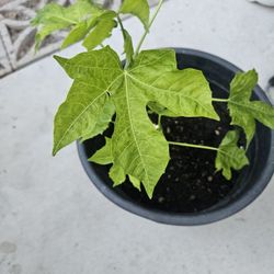 Abelmoscus manihot) or Bele Plant  5 Gallon 