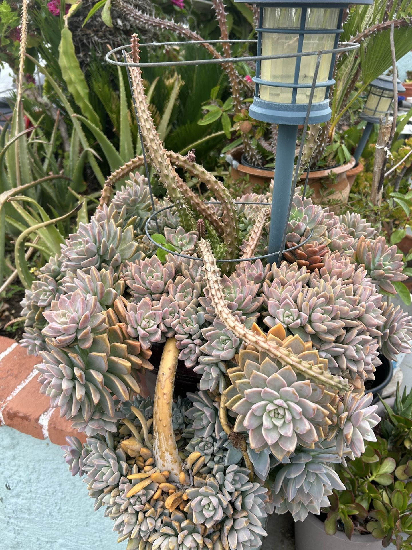 Una Planta en Maseta Muy Grande es Una Succulents