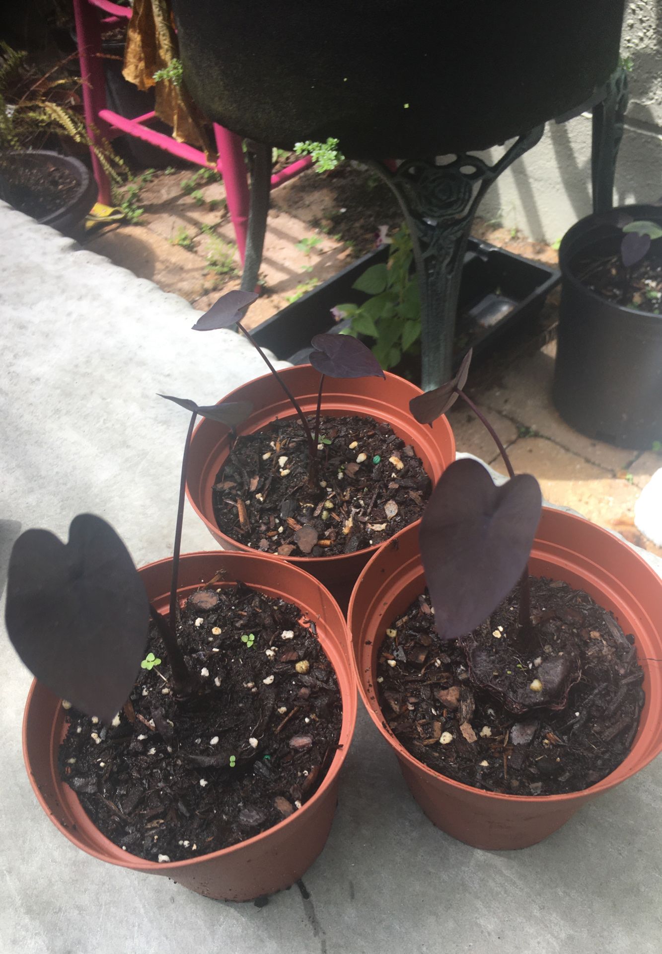Rare & Exotic Colocasia Esculenta ‘ Black Coral”