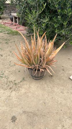 Aloe Vera