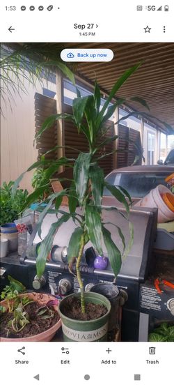 Planta de interior 2g