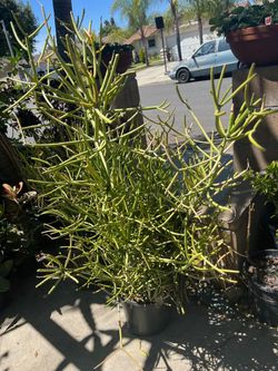Planta de fuego